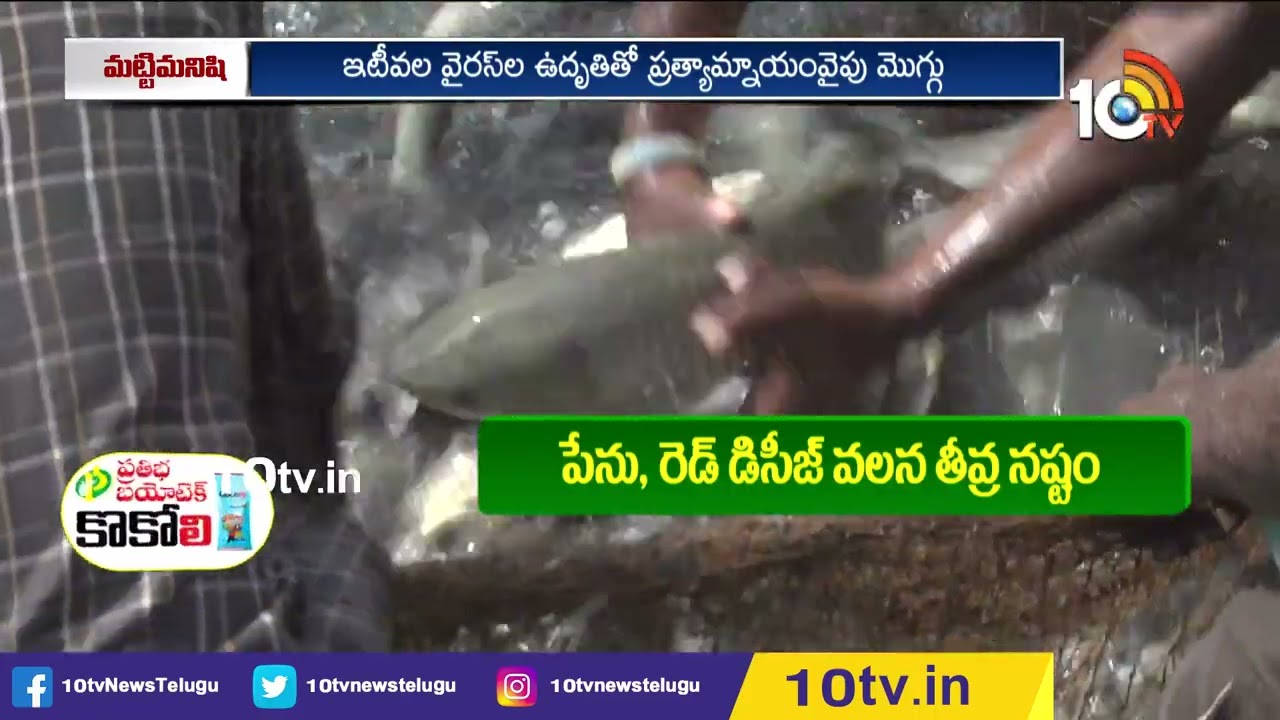 అపోలోఫిష్, రూప్‪చంద్ చేపపిల్లల ఉత్పత్తి | Apollofish and Roopchand Fish Production | 10TV