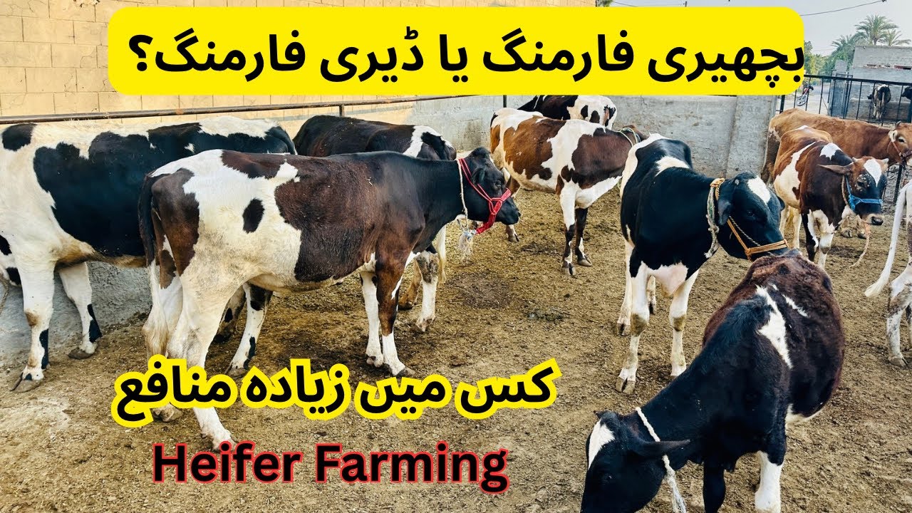 Bacheri Farming ya dairy farming | ziada profit kis kam main #heiferfarming #dairyfarm #heifer 