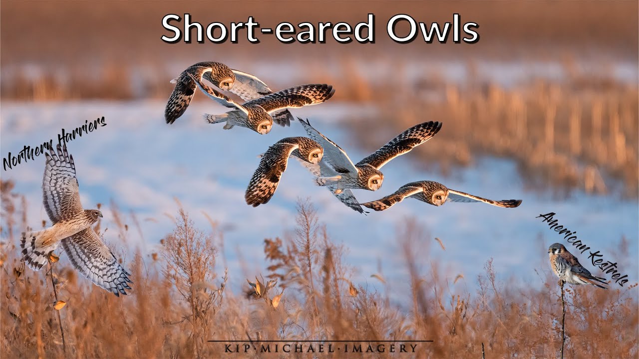 Short-eared Owls, Kestrel and Northern Harriers - December 2024