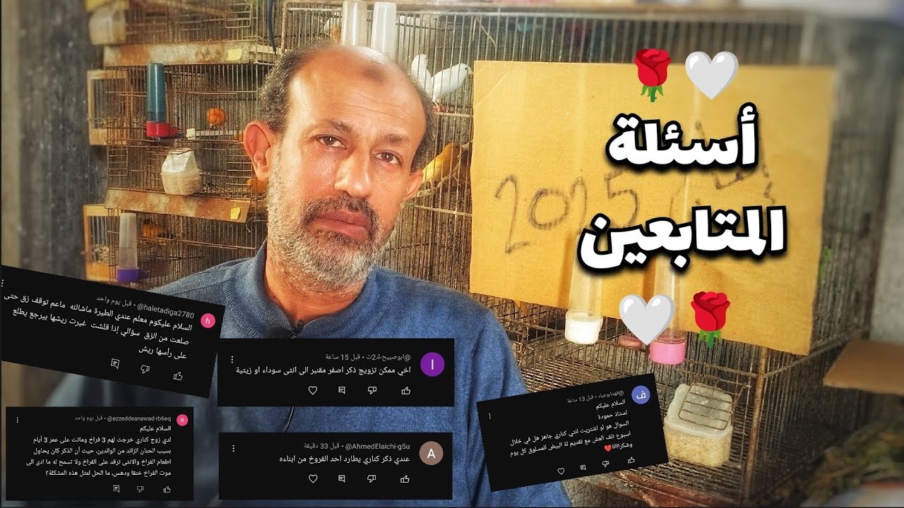 أجبت عن  أسئلتكم بخصوص تربية الكناري و الحسون (أسئلة المتابعين 2025🌹)