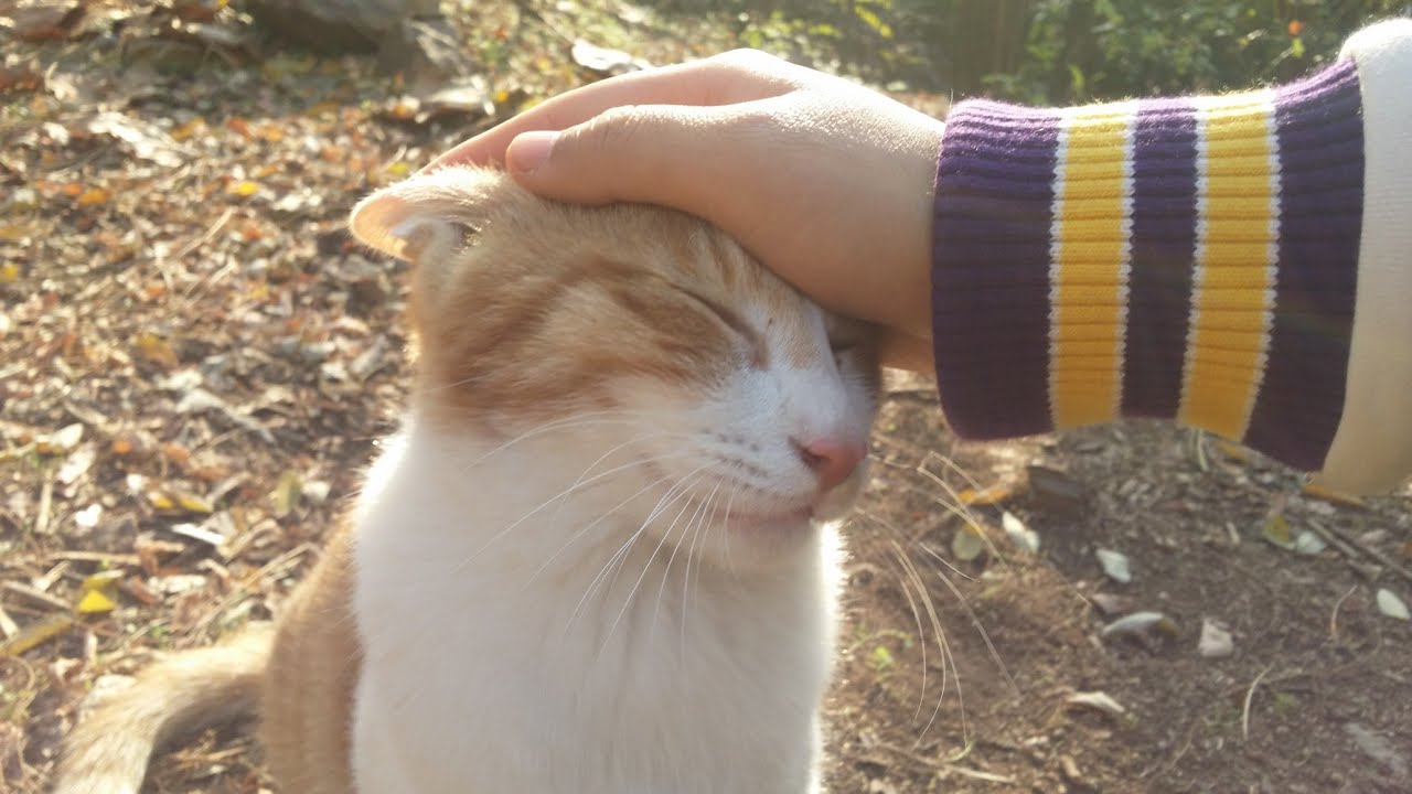 언제나 함께야, 고백 형제
