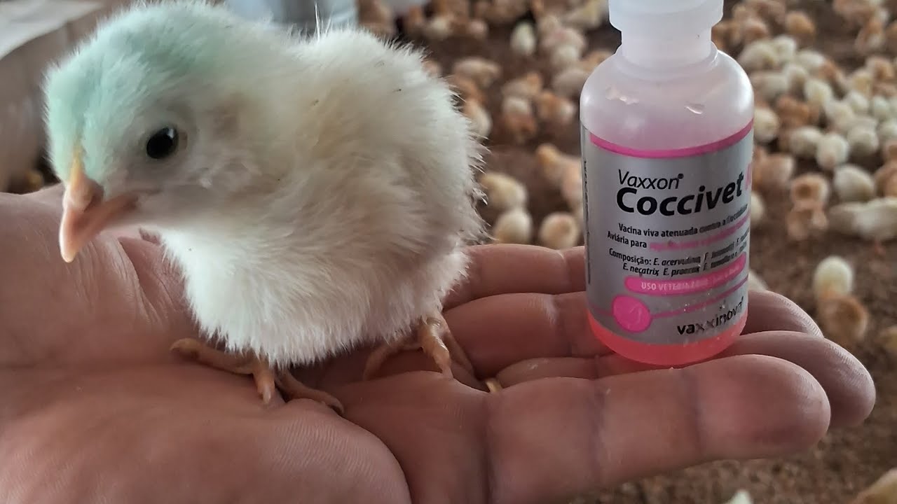 HJ  FIZEMOS A VACINA DE COCCIDIOSE EM NOSSAS PINTAINHAS... POR VIA OCULAR...