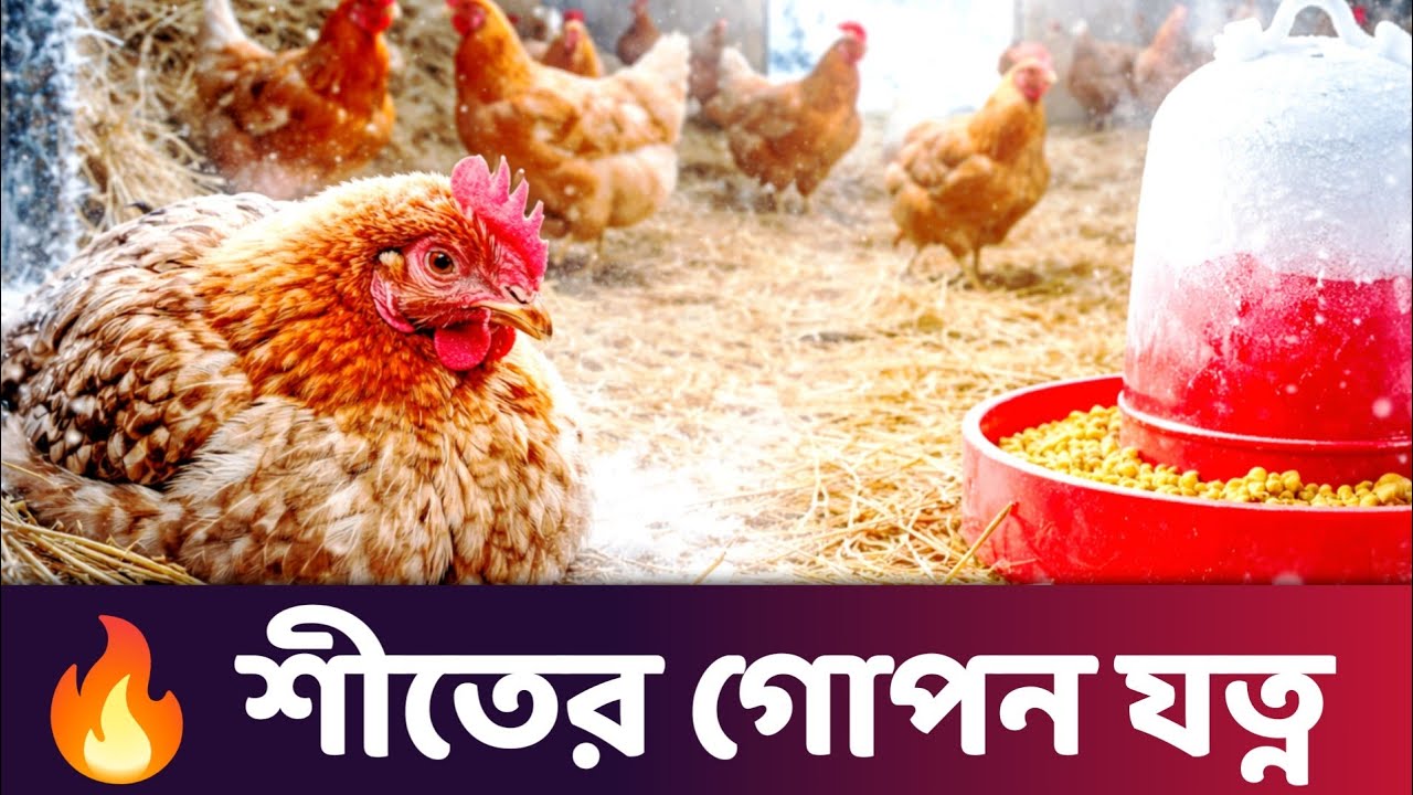 শীতে মুরগি বাঁচাতে এই কাজগুলো করতেই হবে | Poultry Winter Care।#chickenfarming #মুরগিপালন#farmstory 