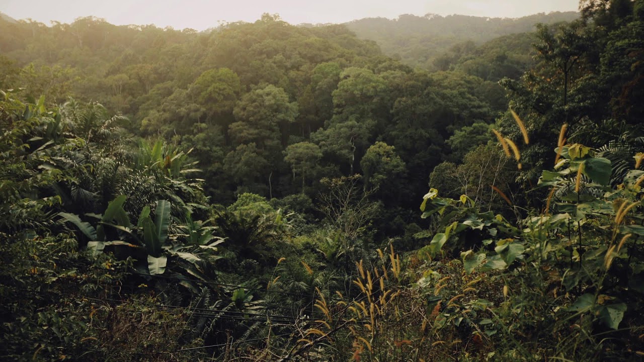 Rainforest Dusk &ndash; Cicadas, Crickets & Hornbills | 雨林黃昏：蟬鳴、蟋蟀與犀鳥