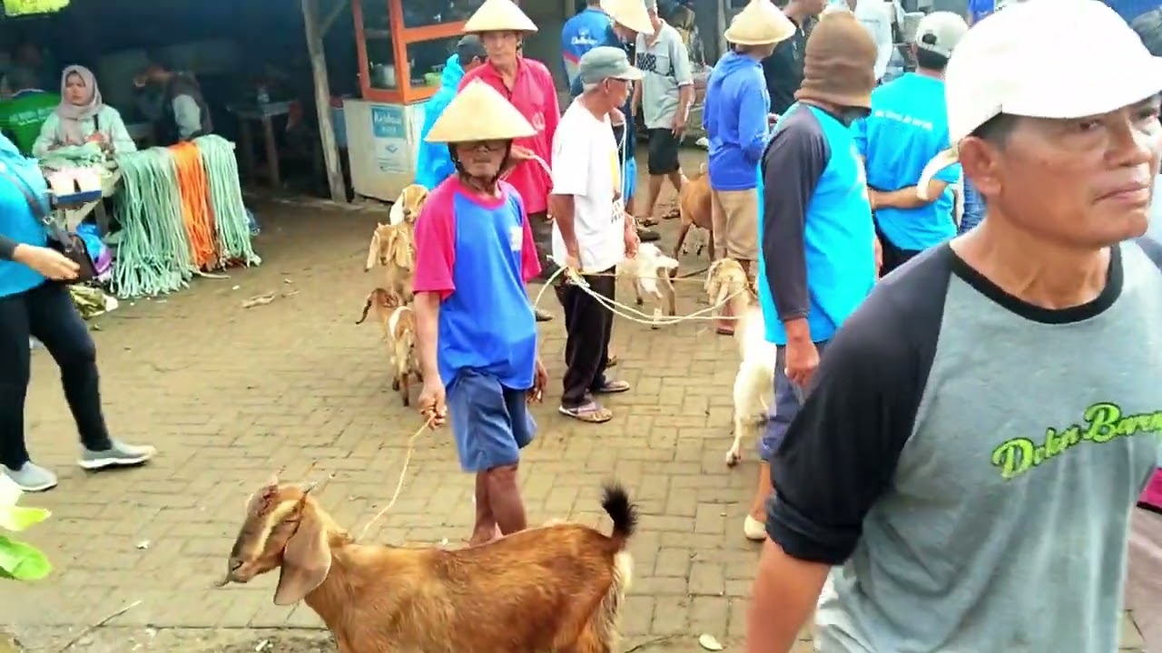 Gondrekan murah-murah, Harga Mulai 700 ribu di Pasar Munggi Semanu Gunungkidul‼️
