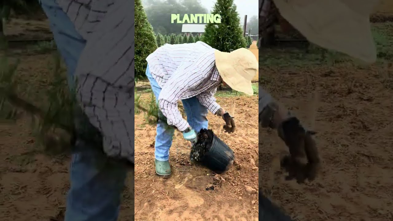 Our christmas tree planting process 