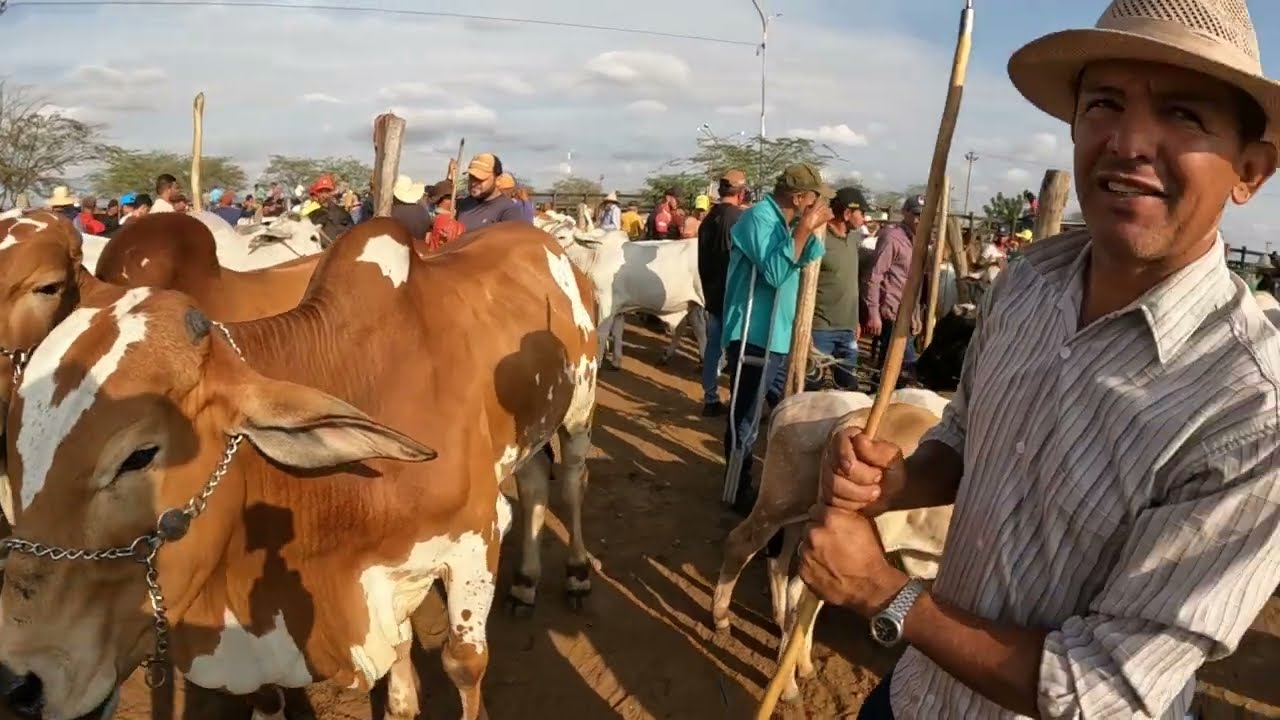 Feira do Gado em Tabira Pernambuco 04/02/2026