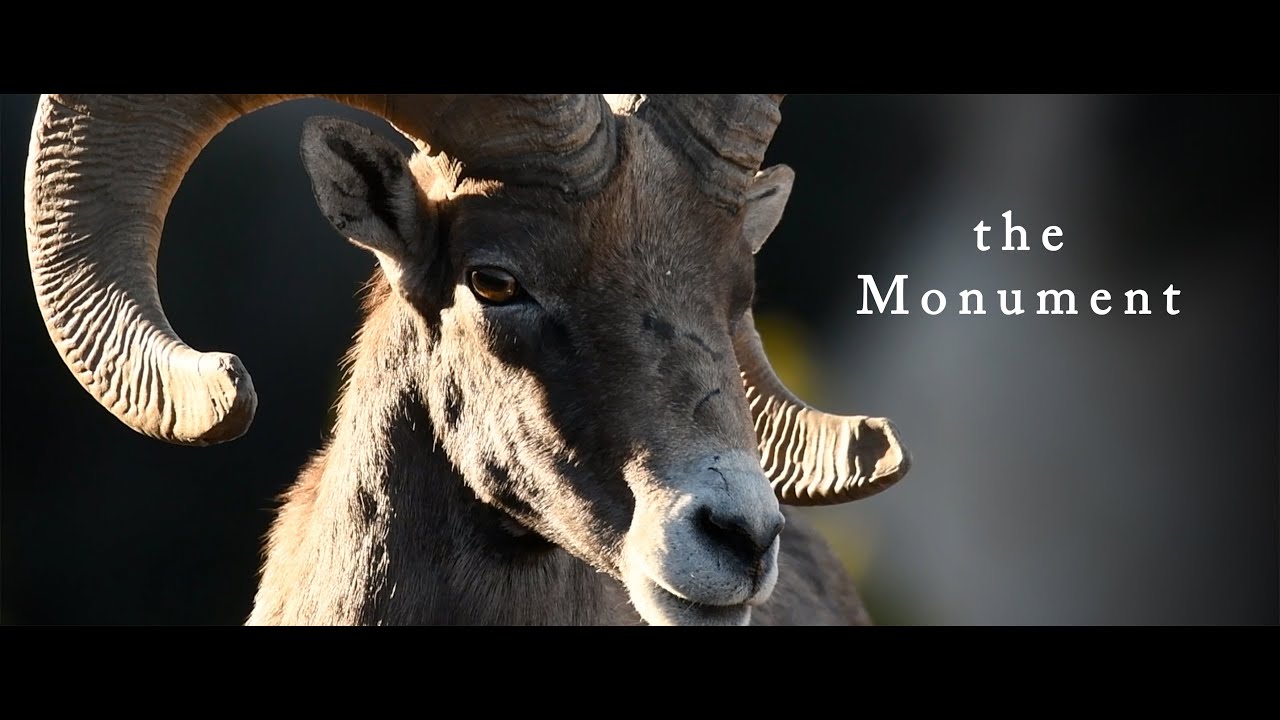 Canyons, colors, history and wildlife - Colorado National Monument