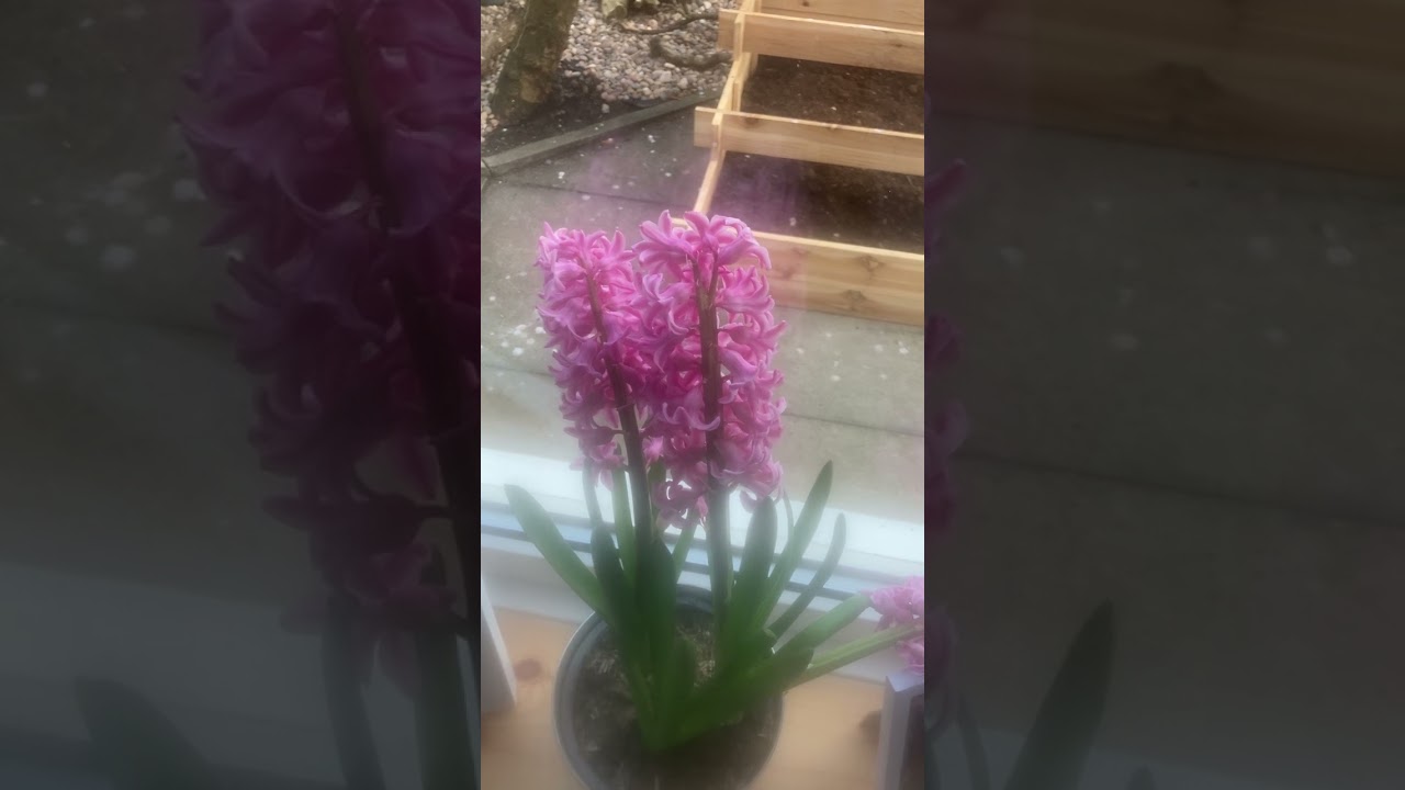 Flowers in the Valley ( Traditional )