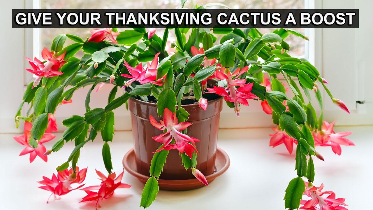 How and When to Repot Your Thanksgiving Cactus for GORGEOUS Blooms