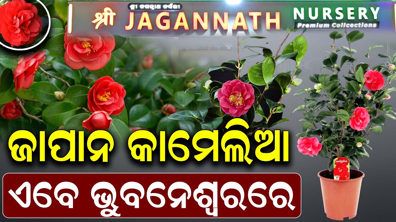 ଭୁବନେଶ୍ୱରର ବଡ଼ Nursery🌿ଜାପାନ କାମେଲିଆ ଠାରୁ ମିଆଜାକି ଆମ୍ବ ପର୍ଯ୍ୟନ୍ତ |Sri Jagannath Nursery Gothapatana