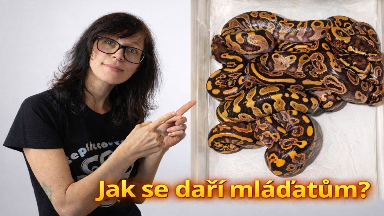 Mláďata krajty královské - update a obří fail