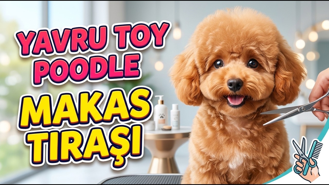 Yavru Toy Poodle Makas Tıraşı – Pet Kuaförü Yaşar Serkan'dan Uzman Bilgiler! ✂️🐩