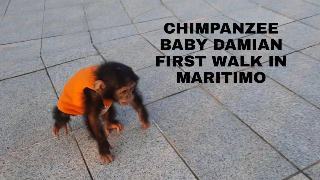 CHIMPANZEE BABY DAMIAN FIRST WALK  IN MARITIMO