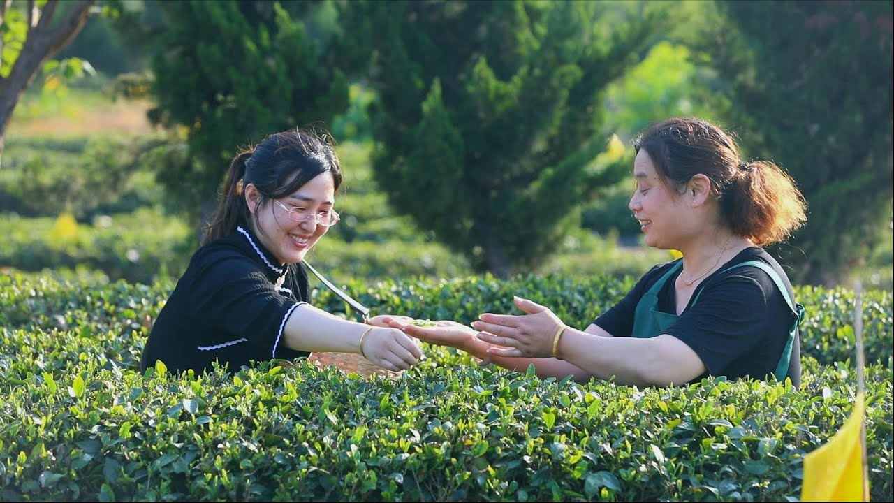El té verde de la costa | Documental
