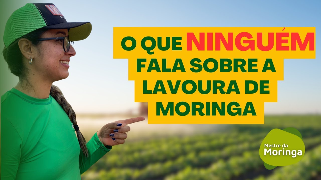 3 SEGREDOS para ter uma lavoura produtiva de Moringa