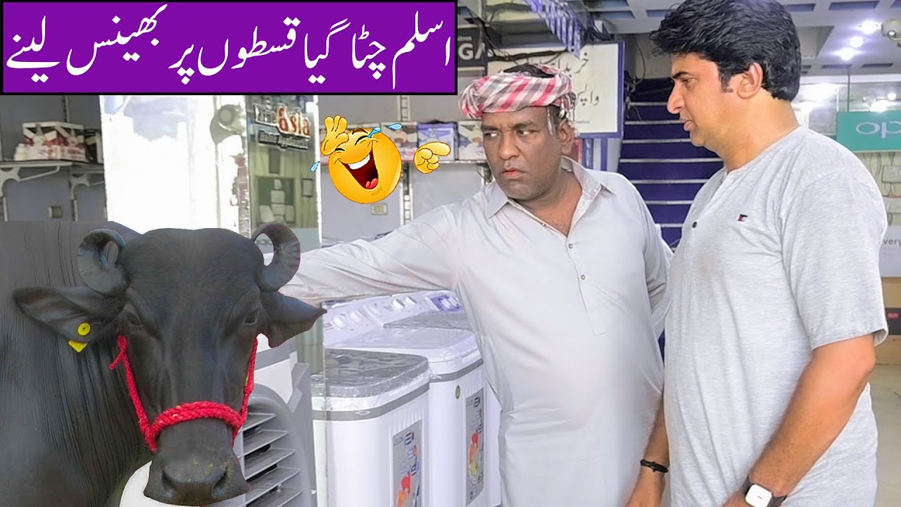 Aslam Chitta Buy Buffalo Installments | New Funny Video 😂  | Shahid Hashmi | Apni Team Funny