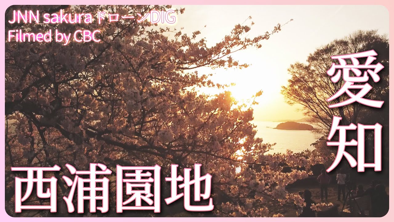 夕日に染まる桜　愛知県・蒲郡市　西浦園地【JNN sakuraドローンDIG 2023】