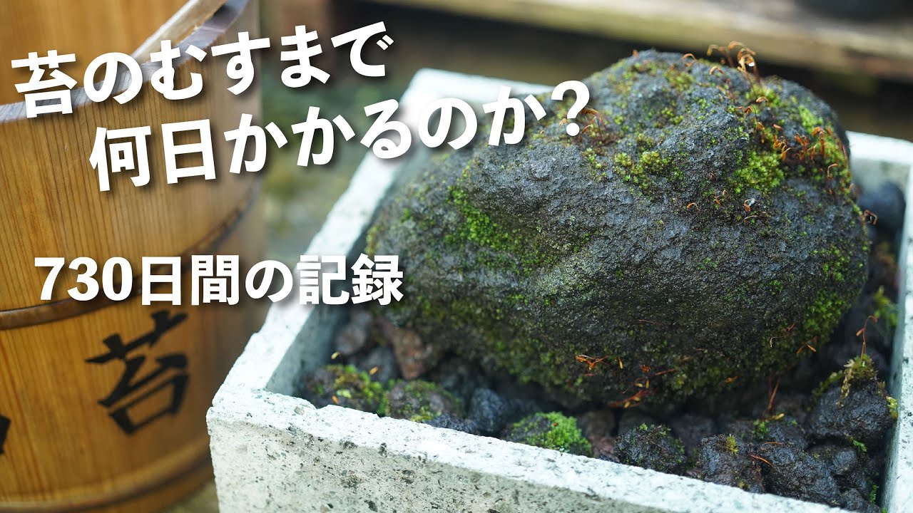 苔のむすまで何日かかるのか？730日間の地道な記録No.191