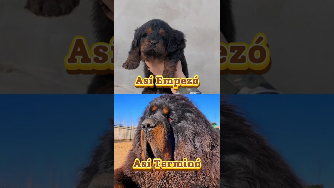 Mast&iacute;n Tibetano: de Cachorro a Gigante en solo 40 segundos