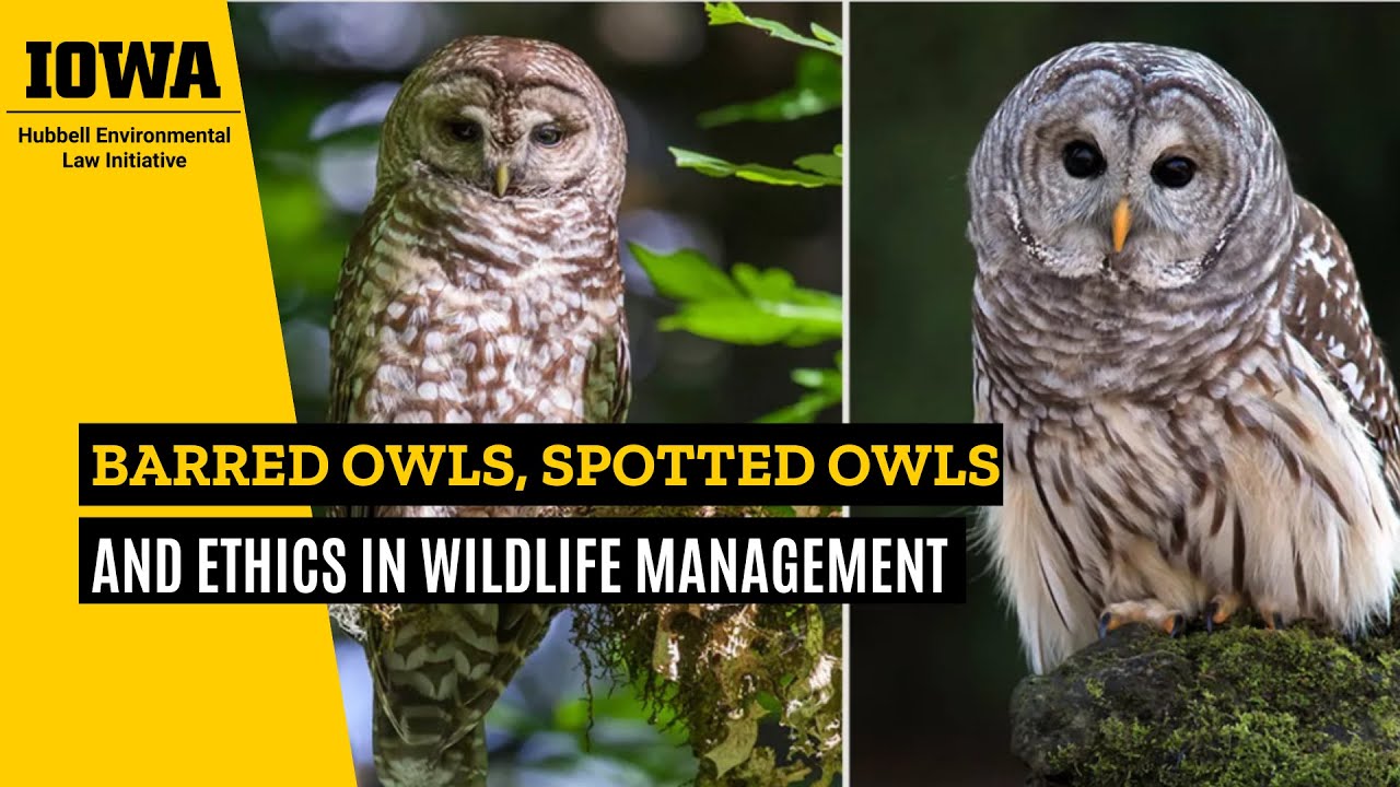 Barred Owls, Spotted Owls, and Ethics in Wildlife Management