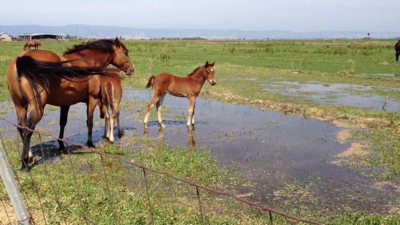 The Proper Way to Imprint a Horse - Why Human Imprinting Fails- Rick Gore Horsemanship