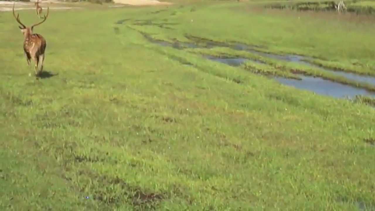 Wilpaththu National Park Safari