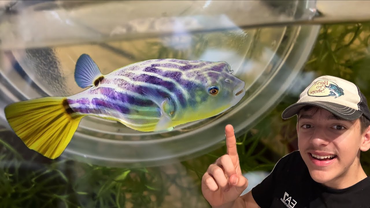 Ho comprato il secondo PESCE PALLA D’ACQUA DOLCE più GRANDE al MONDO