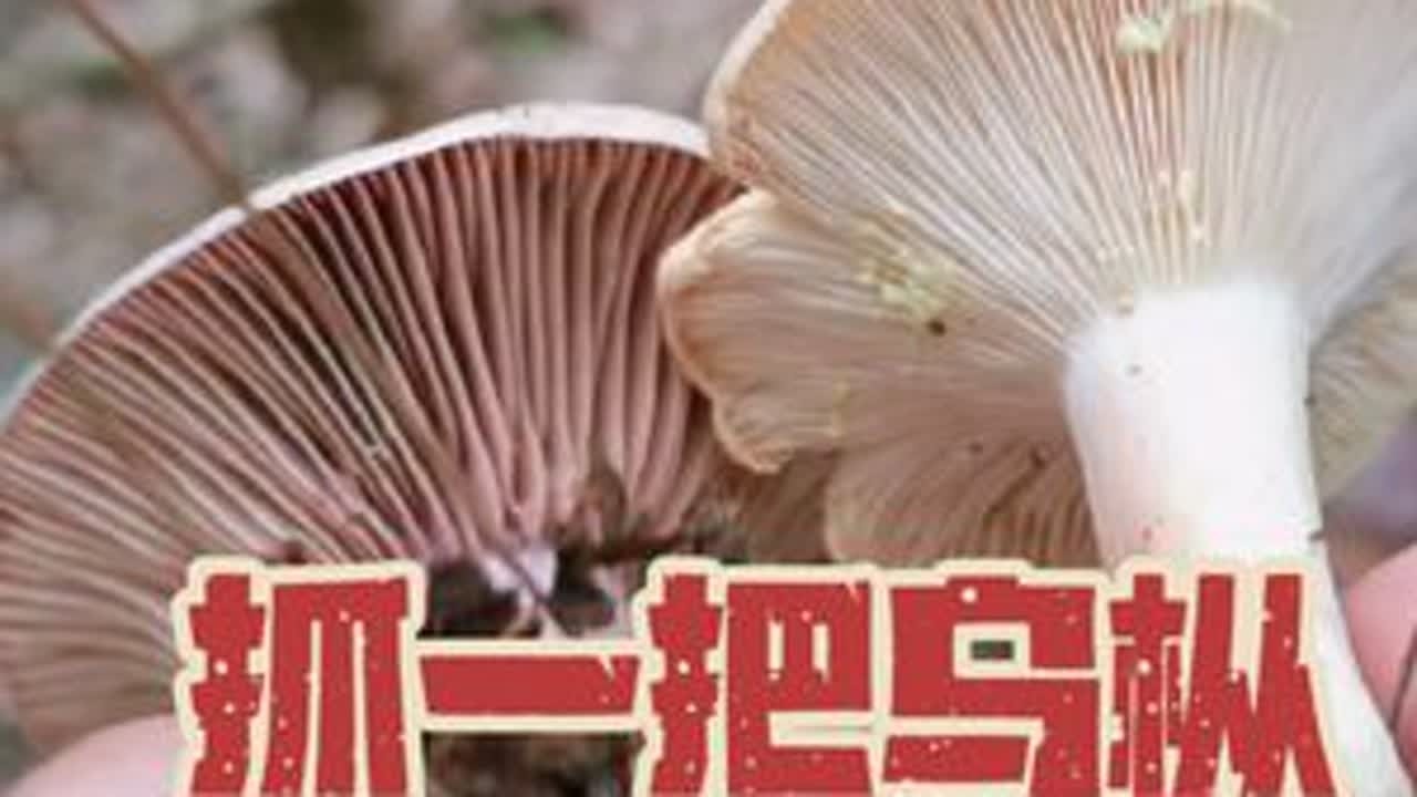 乌枞菌快过季了，羊胡子菌捡了，这个冬天估计就没有菌子捡了。#又到了捡菌的季节 #野生菌 #野生菌子 #捡菌子的乐趣 #捡菌子的快乐