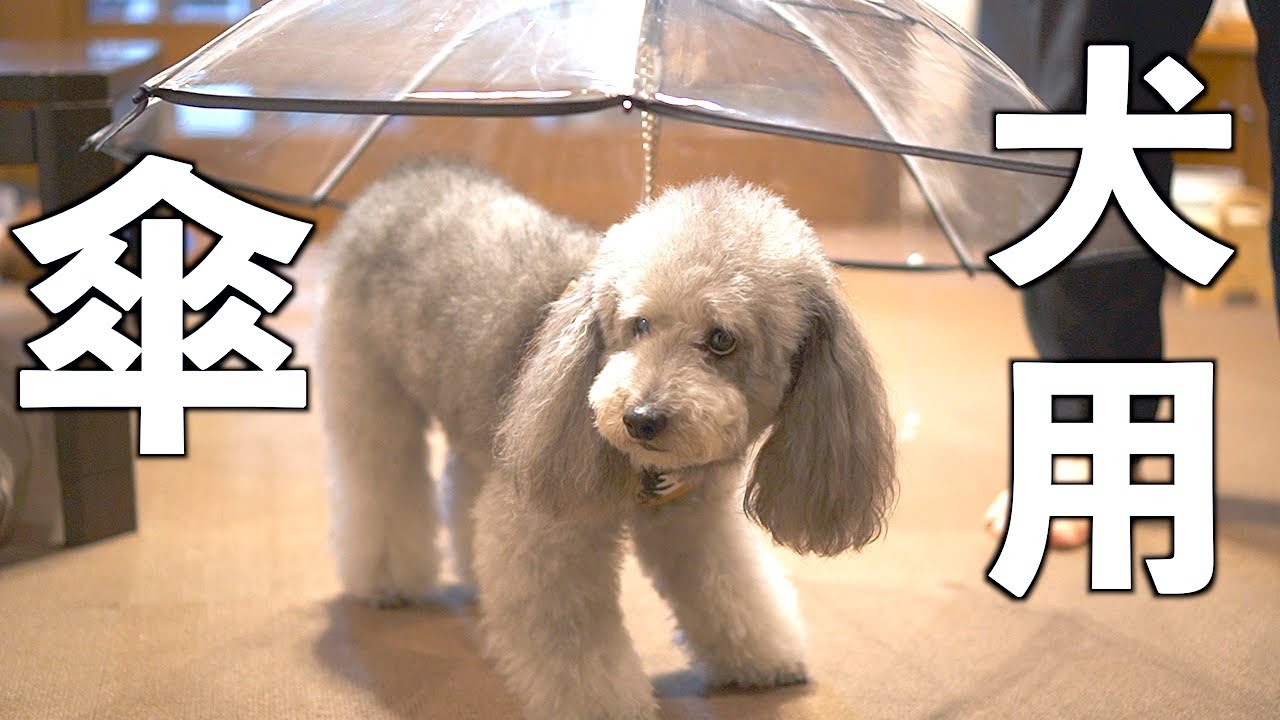 🐶梅雨時期の救世主になるか！？愛犬に犬用傘を購入して散歩に行ってみた結果【トイプードル】
