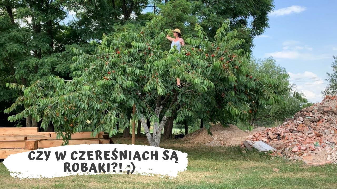 Czereśnie/robaki/szpaki- taka sytuacja ;)
Historia czerwonego składaka🥰