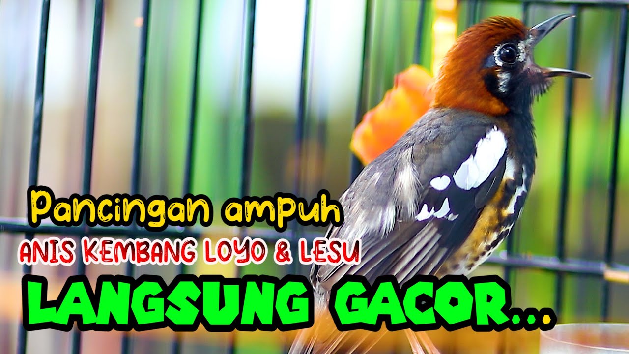 ANIS KEMBANG NGEPLONG SORE HARI, PANCINGAN AMPUH BUAT AK LOYO DAN LESU LANGSUNG EMOSI GACOR