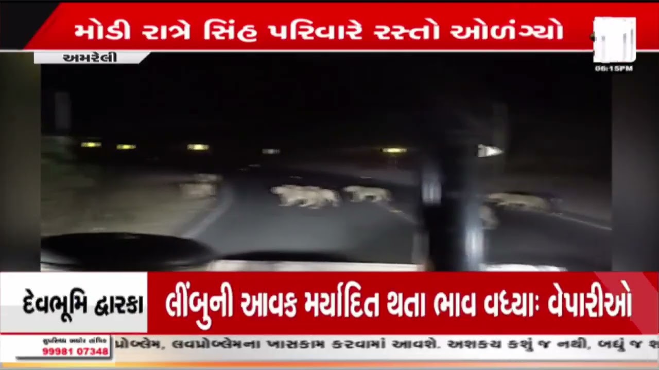Amreli | અમરેલીના ધારી હાઈવે પર સિંહગર્જના | Gujarat | Lion | Sandesh News