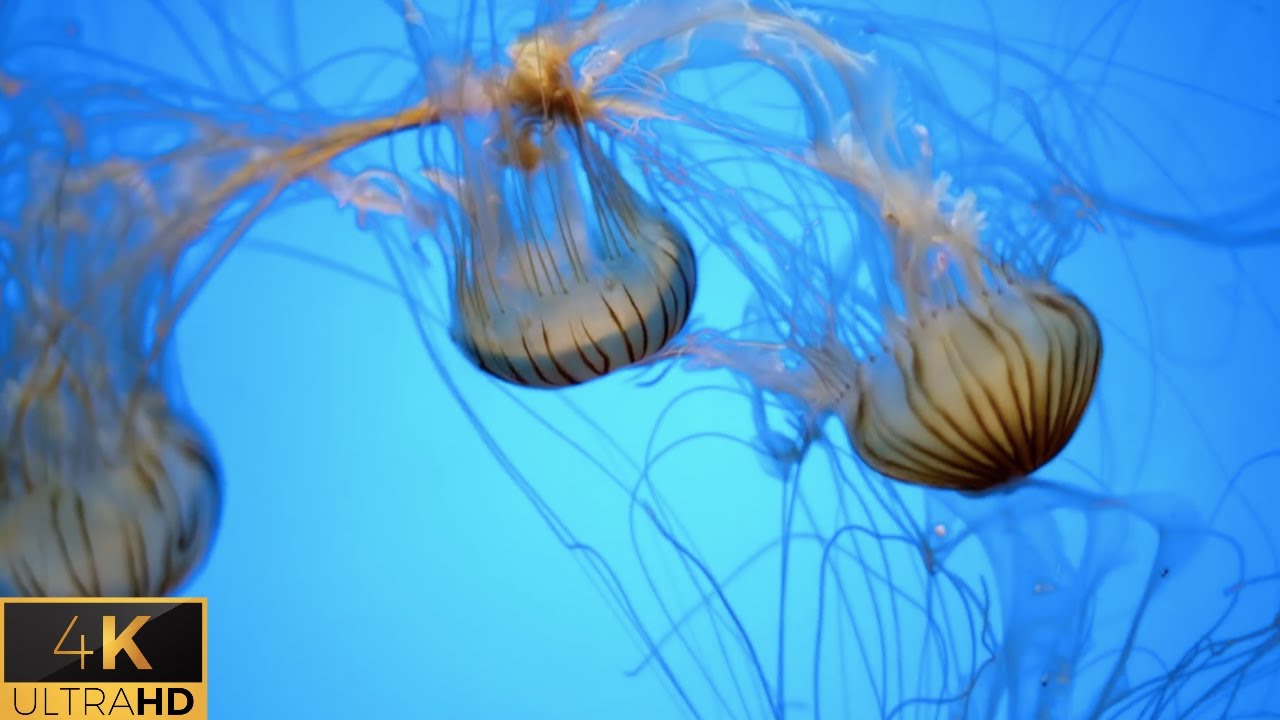 4K Underwater Nature Relaxation Music | Ambient Sea Life Video