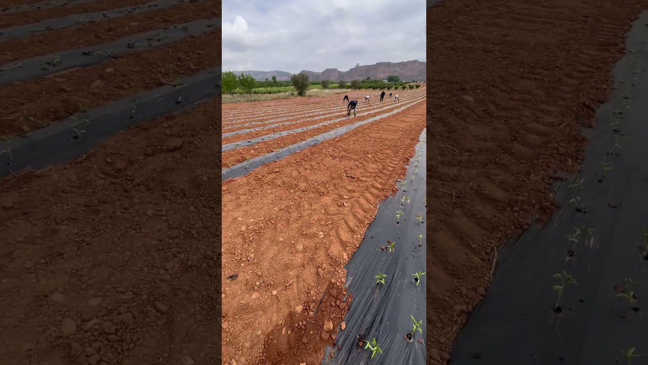 Plantaci&oacute;n PIMIENTO 🫑 #agriculture #agri #agricultura #verdura #hortalizas #pimientos #pimiento
