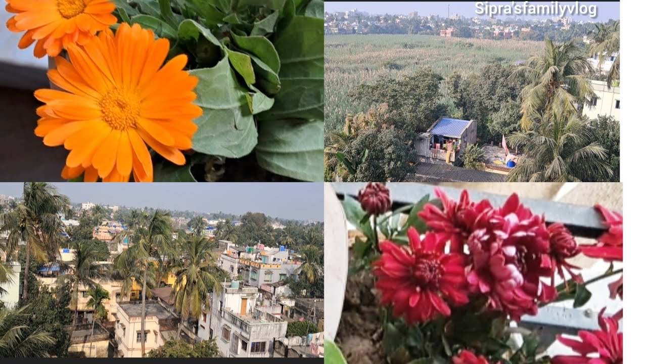 শীতকালে রংবেরঙ ের নানান🌹 ধরনের ফুল তার সাথে ছাদের অপূর্ব প্রাকৃতিক দৃশ্য দেখতে কে না ভালোবাসে 🌹 😍