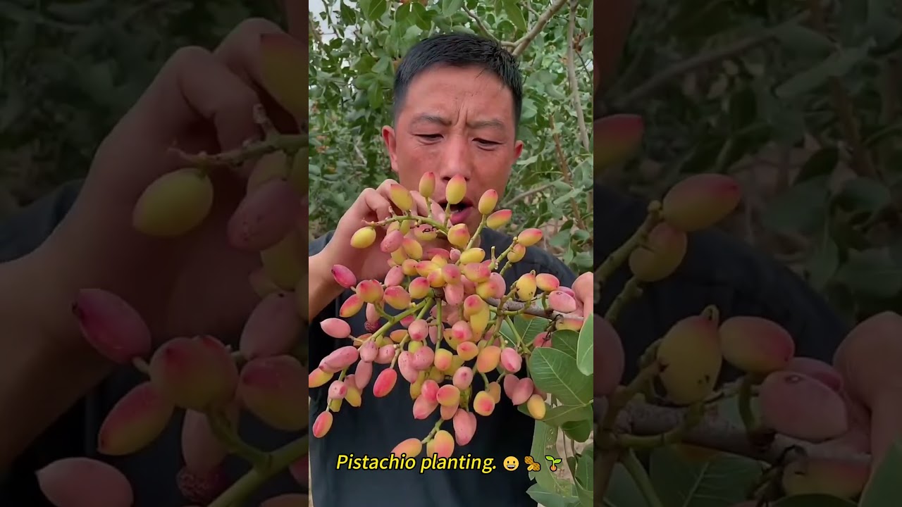 Pistachio planting 😀🥜🌱