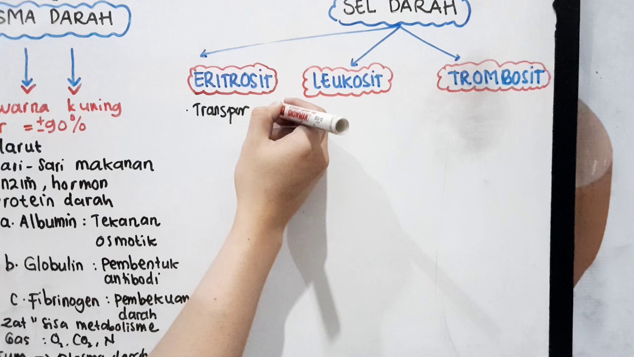 Komposisi Darah - Sistem Sirkulasi - Biologi Kelas XI