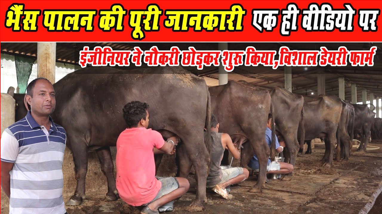Details Of Buffalo Farming। भैंस पालन की पूरी जानकारी एक ही वीडियो पर ।All Information Of Dairy Farm