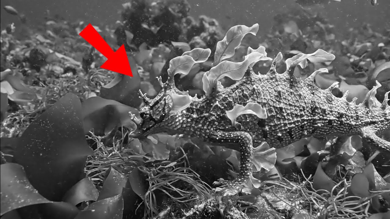 Top 30 Deep Sea Creatures Caught on Camera