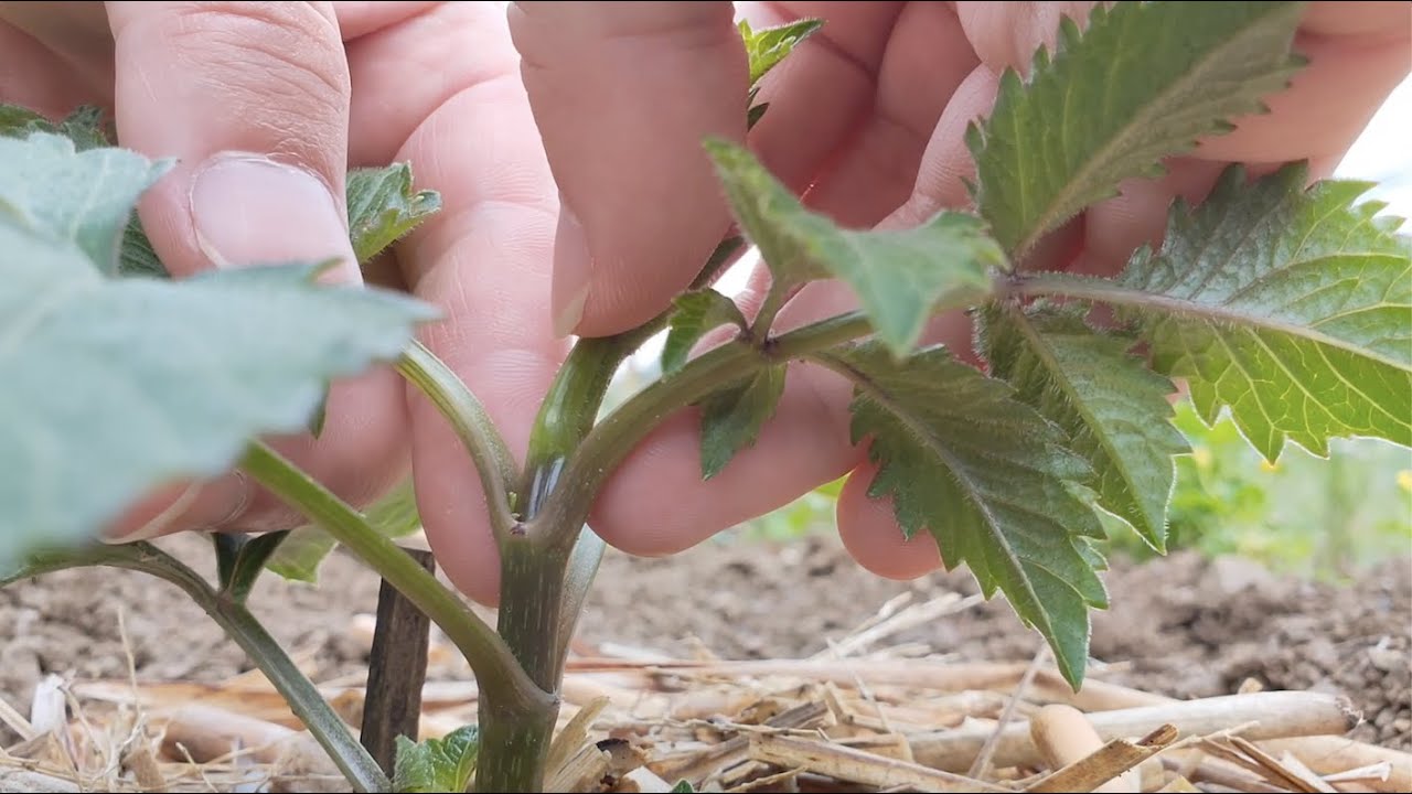 摘芯（摘芯仕立て）について