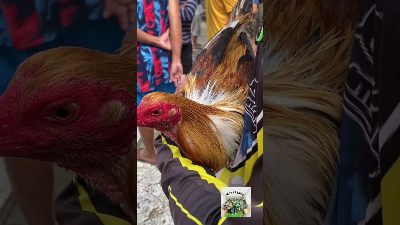 Episode 14: Manok Expo sa Consolacion Cebu Aldawng Martes/Biyernes ang tabo sa nokis direng dapita