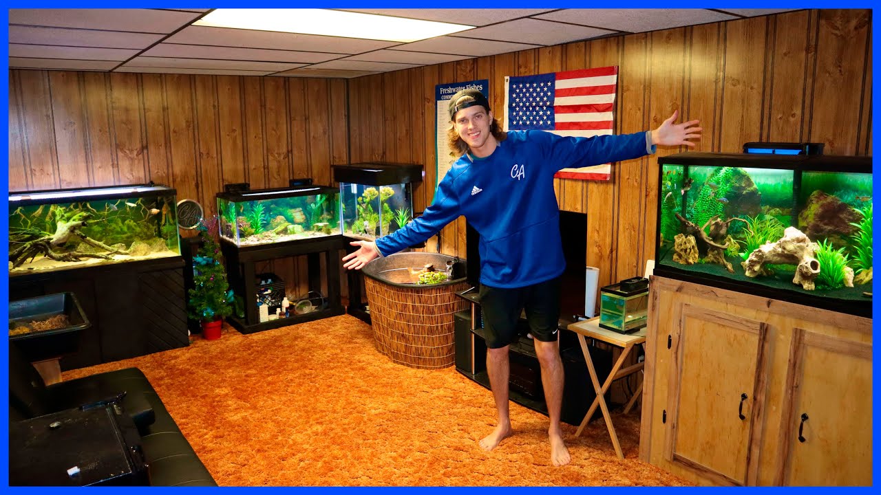 Fish Room Tour! (All My Fish & Turtles)