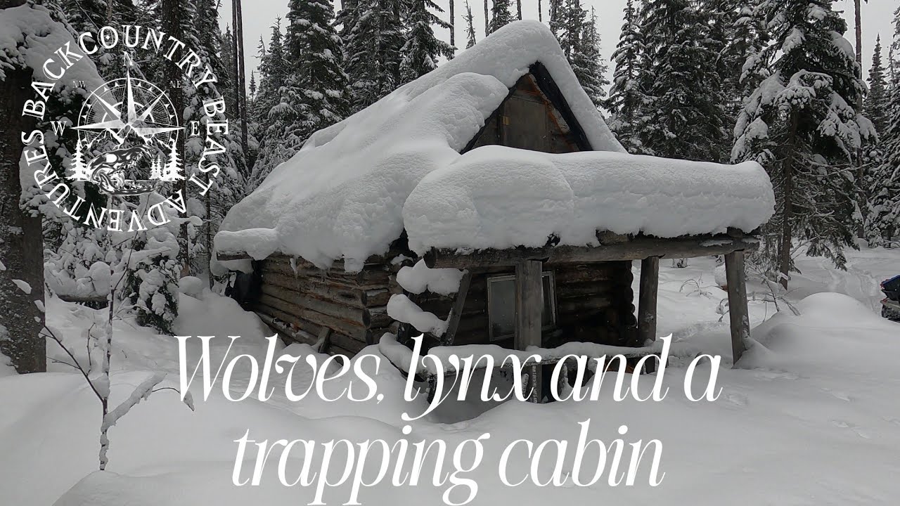 Wolves, lynx and a trapping cabin