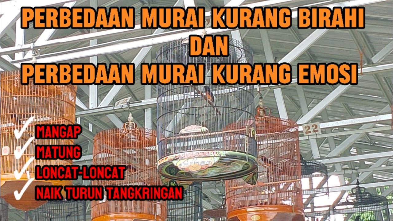 PERBEDAAN MURAI KURANG BIRAHI DAN MURAI KURANG EMOSI