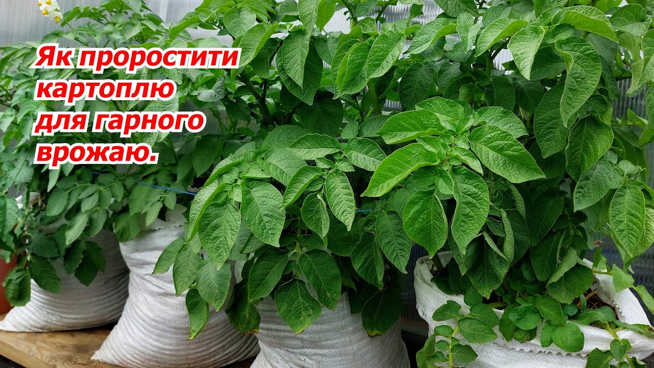 Коли закладати картоплю на пророщування та як це краще робити.
