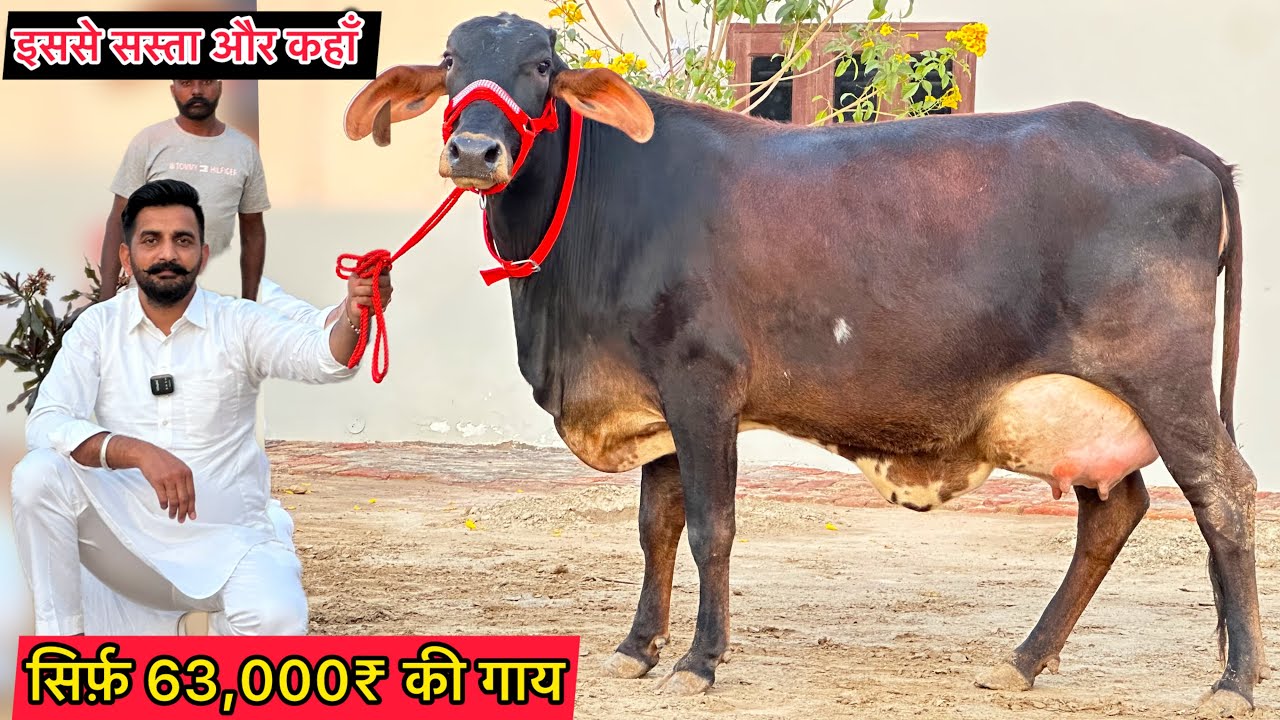 🔥 सिर्फ़ 63,000₹ की गाय इससे सस्ता और कहाँ । 7 गाय बिकाऊ दूध 17 से 30 लीटर / 7 Cow For Sale