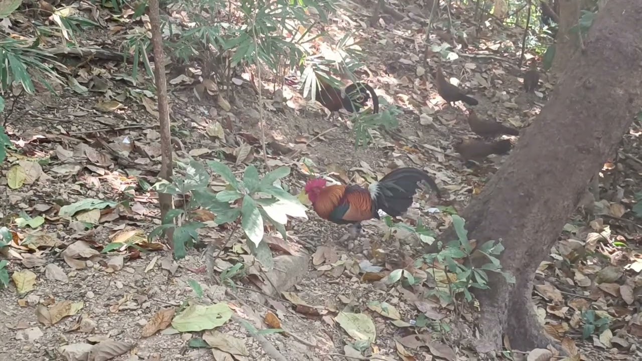 #junglefowl #chicken #foryou 