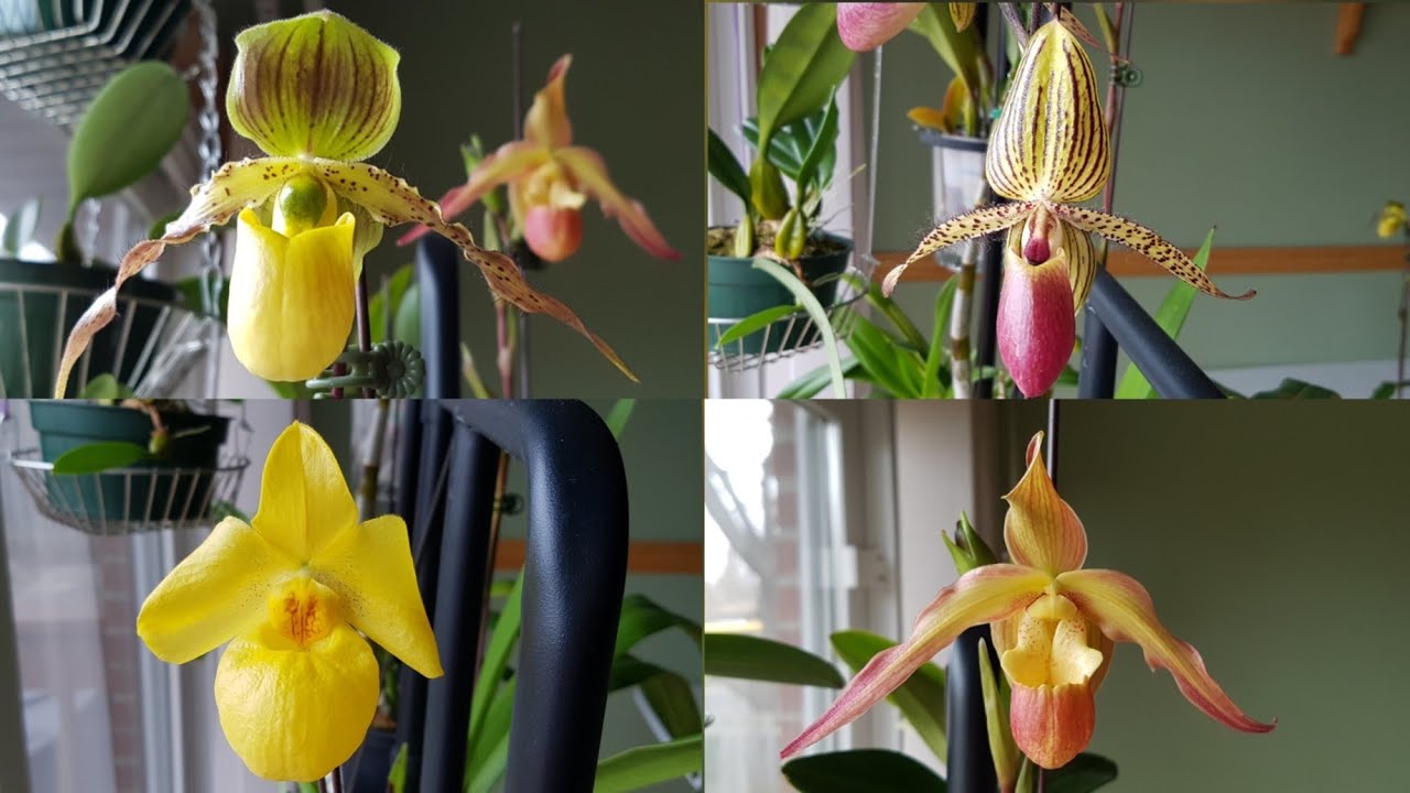 Sophie's Garden 盆土种兰花，兜兰开花五个月了！