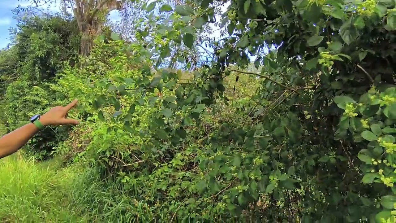 Inicio de floración 